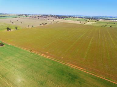 Farm For Sale - NSW - Berry Jerry - 2701 - 289ha - Productive Expansion Opportunity - Mains Water  (Image 2)