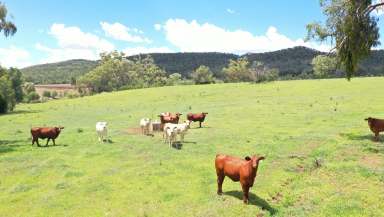 Farm For Sale - NSW - Bellata - 2397 - BALANCED GRAZING WITH BUILDING ENTITLEMENT & FEEDLOT AWAITS YOUR OWN INTENTIONS  (Image 2)