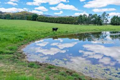 Farm Sold - TAS - Oldina - 7325 - Secure Prime Tasmanian  Farmland  (Image 2)