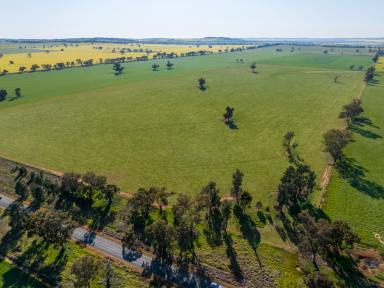 Farm For Sale - NSW - Downside - 2650 - Excellent Arable Addition or Starter  (Image 2)