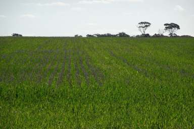 Farm For Sale - WA - Mount Walker - 6369 - Affordable Extra Land  (Image 2)