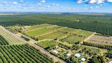 Farm Expressions of Interest - QLD - Welcome Creek - 4670 - Lychee Orchard including Plant and Machinery  (Image 2)