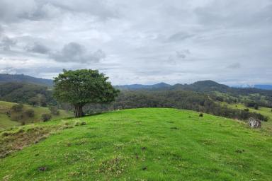 Farm For Sale - NSW - Dungog - 2420 - Vacant 200 Acres with Entitlement  (Image 2)