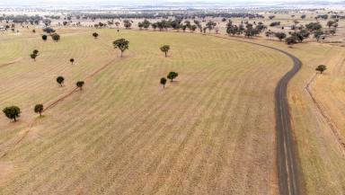 Farm For Sale - NSW - Manilla - 2346 - Great Long Term Performer! Production Ready!  (Image 2)