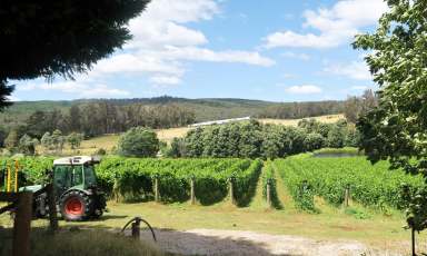 Farm For Sale - TAS - Lebrina - 7254 - Brook Eden Vineyard - An Established Destination  (Image 2)