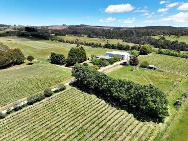 Farm For Sale - TAS - Lebrina - 7254 - Brook Eden Vineyard - An Established Destination  (Image 2)