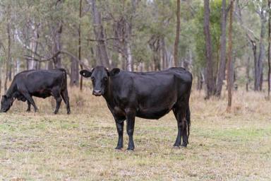 Farm Sold - QLD - Sandy Camp - 4361 - Escape To The Country!!  (Image 2)