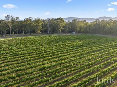 Farm For Sale - NSW - Pokolbin - 2320 - LUXURIOUS HUNTER VALLEY ESTATE WITH BOUTIQUE VINEYARD AND LODGINGS  (Image 2)