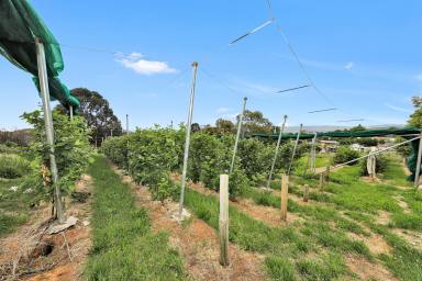 Farm For Sale - NSW - Batlow - 2730 - Income & Lifestyle  (Image 2)