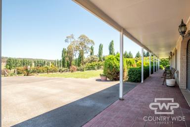 Farm Sold - NSW - Glen Innes - 2370 - 3 Acres with Comfortable Brick Home  (Image 2)
