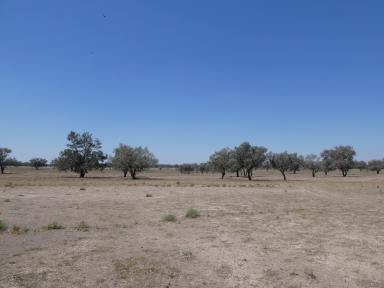 Farm For Sale - NSW - Bourke - 2840 - 53 Hectares just 10 minutes from town!  (Image 2)
