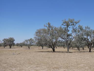 Farm For Sale - NSW - Bourke - 2840 - 53 Hectares just 10 minutes from town!  (Image 2)