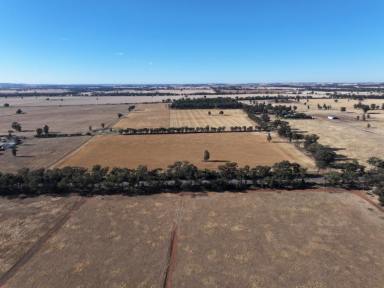 Farm For Sale - NSW - Temora - 2666 - Rural Block For Sale With Building Entitlement 5.5km From Temora CBD  (Image 2)