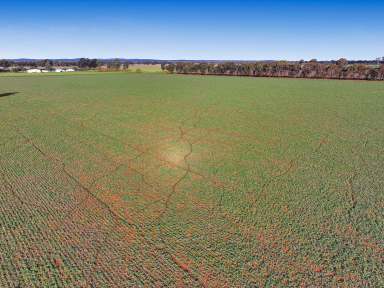 Farm For Sale - NSW - Temora - 2666 - Rural Block For Sale With Building Entitlement 5.5km From Temora CBD  (Image 2)