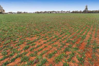 Farm For Sale - NSW - Temora - 2666 - Rural Block For Sale With Building Entitlement 5.5km From Temora CBD  (Image 2)