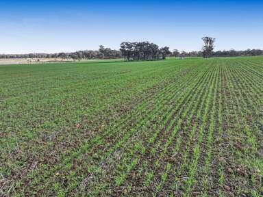 Farm For Sale - NSW - Temora - 2666 - 84ac - DWELLING ENTITLEMENT - 3.6km FROM CBD - TOWN WATER CONNECTED  (Image 2)