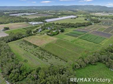 Farm For Sale - QLD - Wamuran - 4512 - Charming 40 Acre Farm with Rich Agricultural History - Wamuran...  (Image 2)