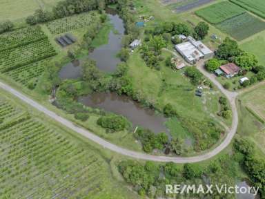 Farm For Sale - QLD - Wamuran - 4512 - Charming 40 Acre Farm with Rich Agricultural History - Wamuran...  (Image 2)