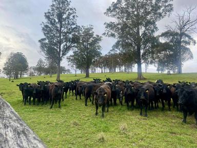 967 Tops Road, Nowendoc NSW 2354