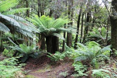 Farm For Sale - TAS - Trowutta - 7330 - Escape to the wilderness  "Tarkine Region" Unspoilt, Never Logged Old Growth Forest.  (Image 2)
