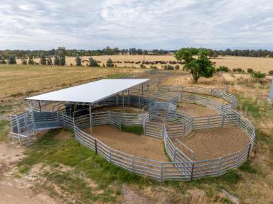 Farm For Sale - NSW - Wagga Wagga - 2650 - EDGE OF CITY RURAL LANDHOLDING PURCHASE & LEASE OPPORTUNITY  (Image 2)
