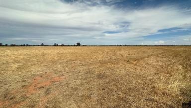 Farm For Sale - NSW - Osborne - 2656 - Mixed Farming  - Eastern Riverina Opportunity!  (Image 2)