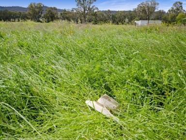Farm For Sale - NSW - Quipolly - 2343 - 40ha PRODUCTION POWERHOUSE with 20ML water licence!  (Image 2)