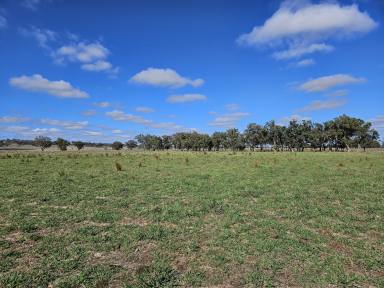 Farm Sold - NSW - Mudgee - 2850 - Ultimate Lifestyle Block  (Image 2)