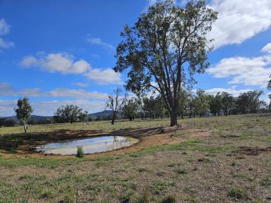 Farm Sold - NSW - Mudgee - 2850 - Rural Lifestyle with Productive Land  (Image 2)