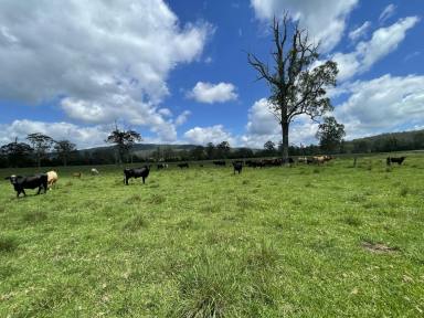 Farm For Sale - NSW - Kyogle - 2474 - GHINNI GHI FARM - Over 100 years of history  (Image 2)