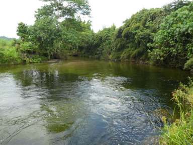 Farm Sold - QLD - Bartle Frere - 4861 - Cane Cropping Land with Horticulture, Cattle or Lifestyle Potential  (Image 2)