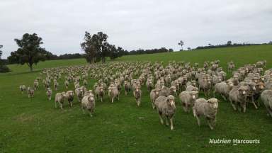 Farm For Sale - WA - Frankland River - 6396 - "Cream of the Crop! Bokerup Country"  (Image 2)