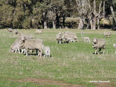 Farm For Sale - WA - Frankland River - 6396 - Rare Find!  Bokerup Country  (Image 2)