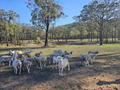 Farm For Sale - nsw - Merriwa - 2329 - Large Family home on 100 acres  (Image 2)
