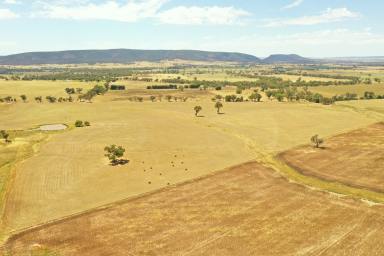Farm For Sale - NSW - Young - 2594 - Potential meets practicality  (Image 2)