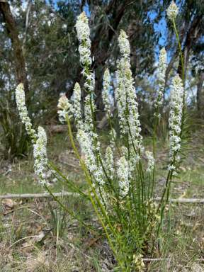 Farm For Sale - VIC - Woodside - 3874 - High Conservation Value Bush Block – Preserve Nature’s Beauty  (Image 2)