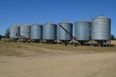Farm For Sale - NSW - Garema - 2871 - Mixed Farming Opportunity South Of Forbes  (Image 2)