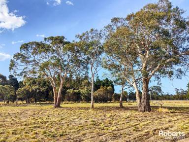 Farm For Sale - TAS - Dolphin Sands - 7190 - Peaceful 2.5 Acre Block - Power Connected - Walk to Beach, Bay and River!  (Image 2)