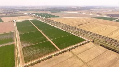 Farm For Sale - NSW - Bilbul - 2680 - IRRIGATION FARM MINUTES FROM CBD - SALE or LEASE  (Image 2)