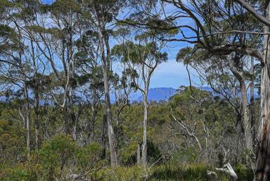 Farm Sold - TAS - Orford - 7190 - Secluded Yet Accessible Coastal Forest Property  (Image 2)