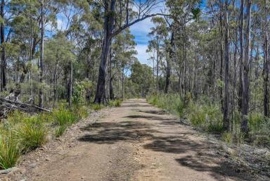Farm Sold - TAS - Orford - 7190 - Secluded Yet Accessible Coastal Forest Property  (Image 2)