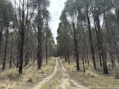 Farm For Sale - TAS - Gretna - 7140 - Forestry, Grazing, Hunting & Recreation  (Image 2)