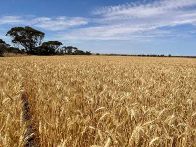 Farm For Sale - SA - Boors Plain - 5554 - 472 Acres of Productive Yorke Peninsula Cropping Land  (Image 2)