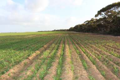 Farm For Sale - SA - Marama - 5307 - Organic For 20 + Years, Healthy Southern Mallee Graze/Crop  (Image 2)