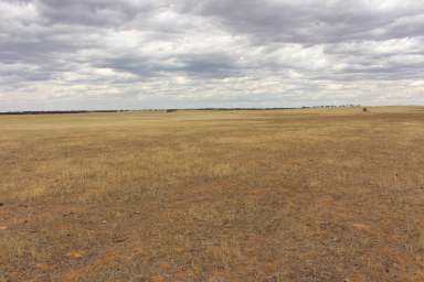 Farm For Sale - SA - Marama - 5307 - Organic For 20 + Years, Healthy Southern Mallee Graze/Crop  (Image 2)