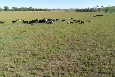 Farm Sold - QLD - Muniganeen - 4352 - KIAH MAROO
WELL IMPROVED, MIXED-USE PROPERTY WITH 2 IRRIGATION LICENCES  (Image 2)