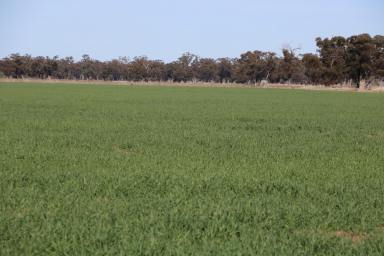 Farm For Sale - NSW - Goonumbla - 2870 - Excellent Mixed Farming Opportunity  (Image 2)