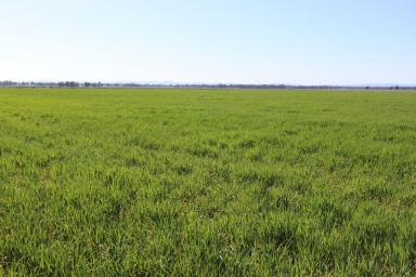 Farm For Sale - NSW - Goonumbla - 2870 - Excellent Mixed Farming Opportunity  (Image 2)