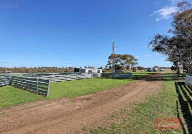 Farm For Sale - WA - Narrogin - 6312 - Exceptional Mixed Farming Opportunity  (Image 2)