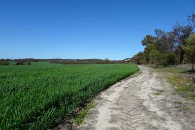 Farm For Sale - WA - East Pingelly - 6308 - East Pingelly Farming Oportunity  (Image 2)